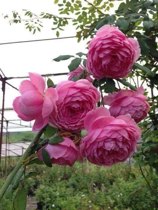 Chăm sóc Hoa hồng leo Huntington Rose 2 khoe sắc đẹp Hoa hồng leo Huntington Rose