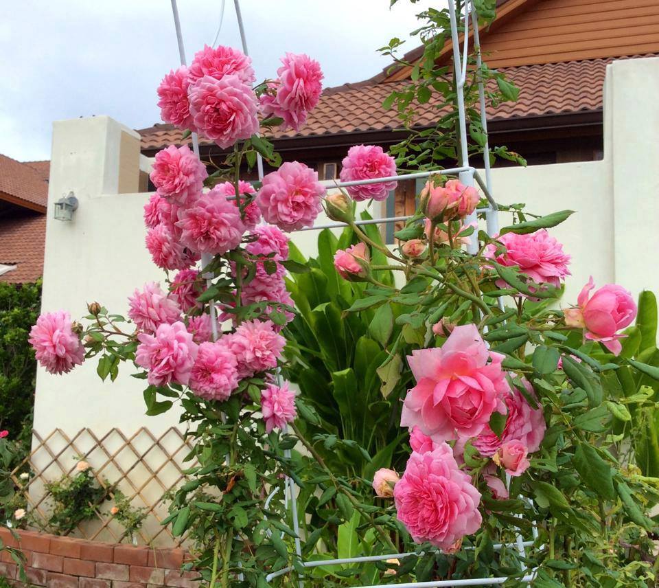 Chăm sóc Hoa hồng leo Huntington Rose 3 Hoa hồng leo Huntington Rose nở đẹp quanh nhà