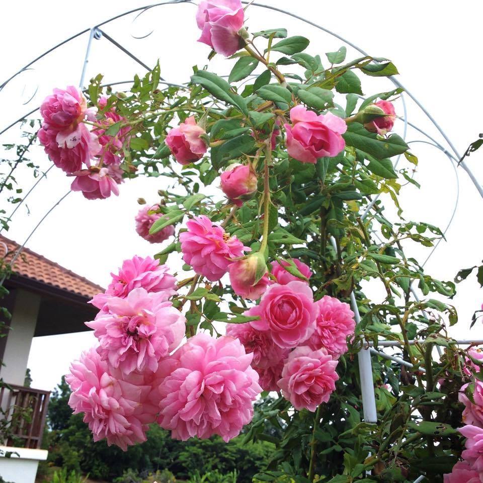 Chăm sóc Hoa hồng leo Huntington Rose 8 Cách Chăm sóc Hoa hồng leo Huntington Rose