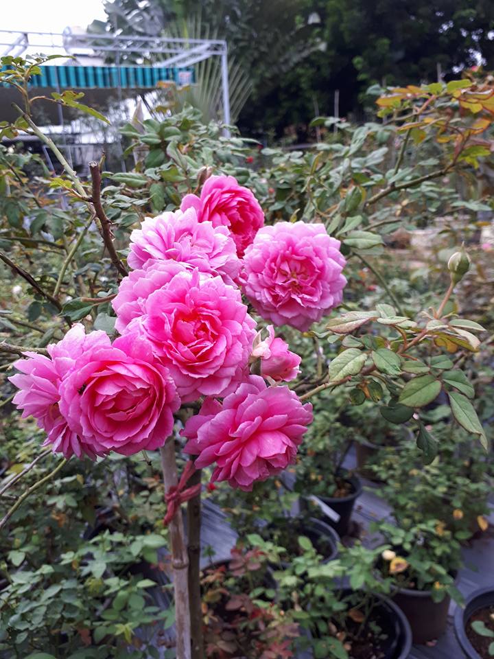 Chăm sóc Hoa hồng leo Huntington Rose 9 Cách Chăm sóc Hoa hồng leo Huntington Rose