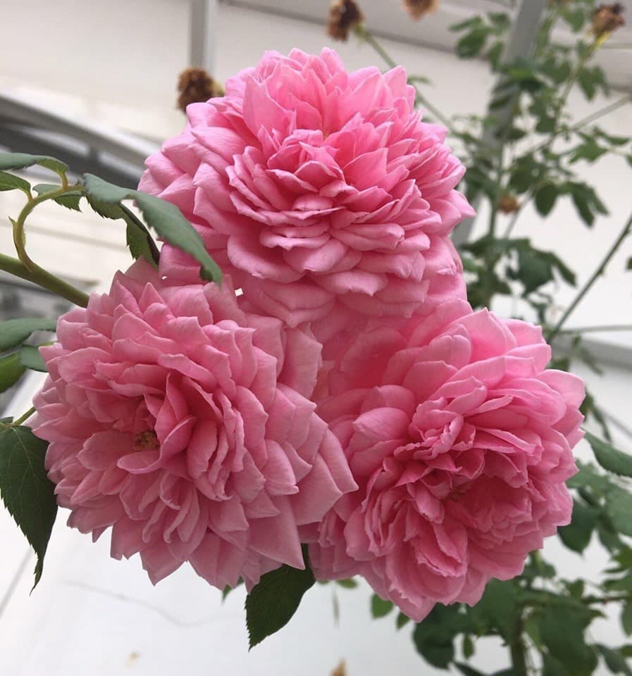 Chăm sóc Hoa hồng leo Huntington Rose 11 Hoa hồng leo Huntington Rose khoe sắc tùng chùm 1