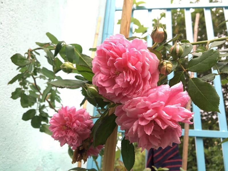 Chăm sóc Hoa hồng leo Huntington Rose 10 Hoa hồng leo Huntington Rose khoe sắc trong ngôi nhà