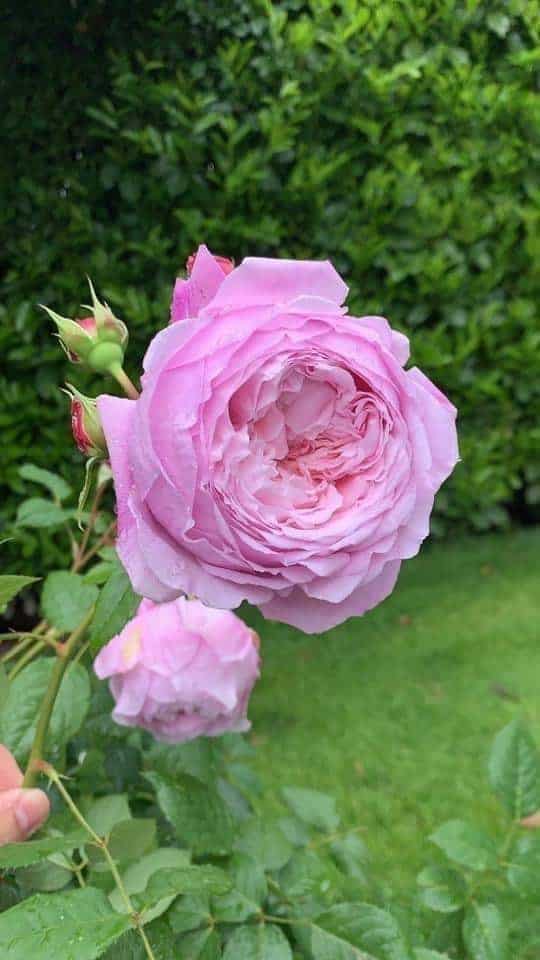 Chăm sóc cây Hoa hồng leo Spirit of freedom Rose 2 bông hoa Hoa hồng leo Spirit of freedom Rose khoe sắc hương thơm