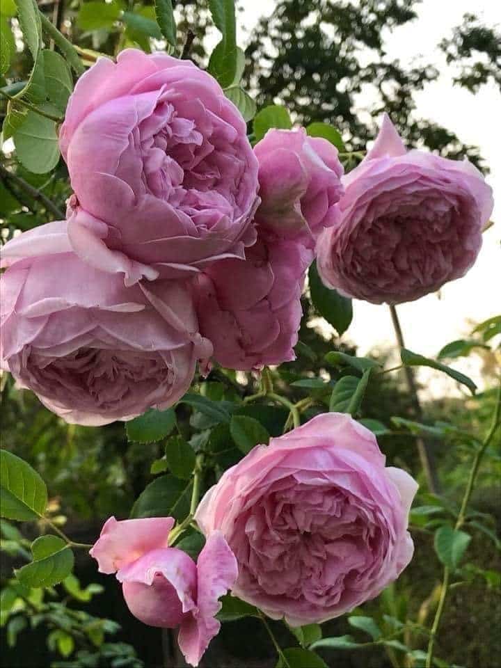 Chăm sóc cây Hoa hồng leo Spirit of freedom Rose 4 hoa hồng leo Spirit of freedom Rose mang đến vẻ đẹp mới và hoàn toàn ấn tượng