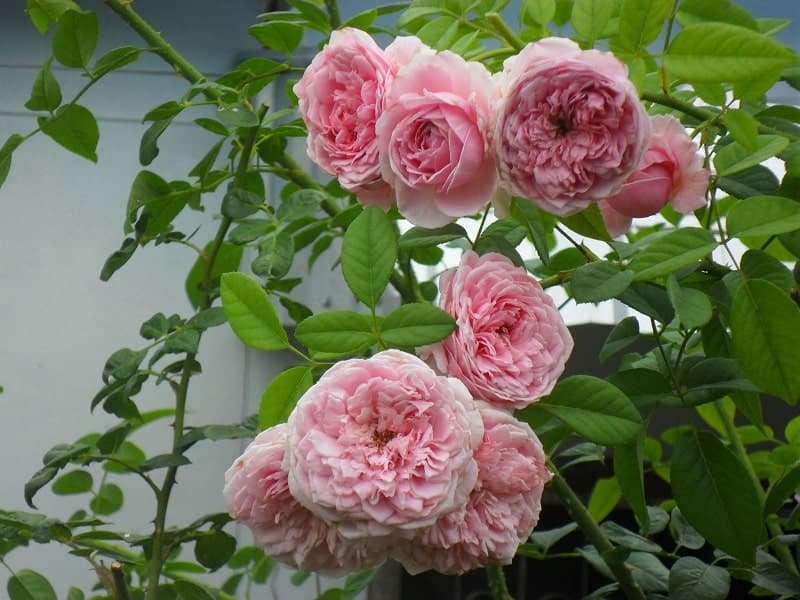 Chăm sóc cây Hoa hồng leo Spirit of freedom Rose 3 một sự thay đổi trong những bông hoa hồng leo Spirit of freedom Rose khoe sắc hương thơm