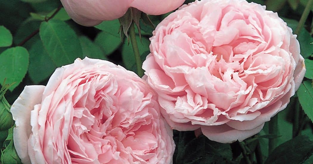 Chăm sóc cây Hoa hồng leo Spirit of freedom Rose 6 hoa hồng leo Spirit of freedom Rose mang đến vẻ đẹp mới và hoàn toàn ấn tượng khi hoa nở rất đẹp