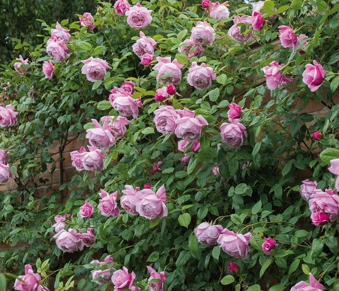 Chăm sóc cây Hoa hồng leo Spirit of freedom Rose 5 Chăm sóc cây Hoa hồng leo Spirit of freedom Rose