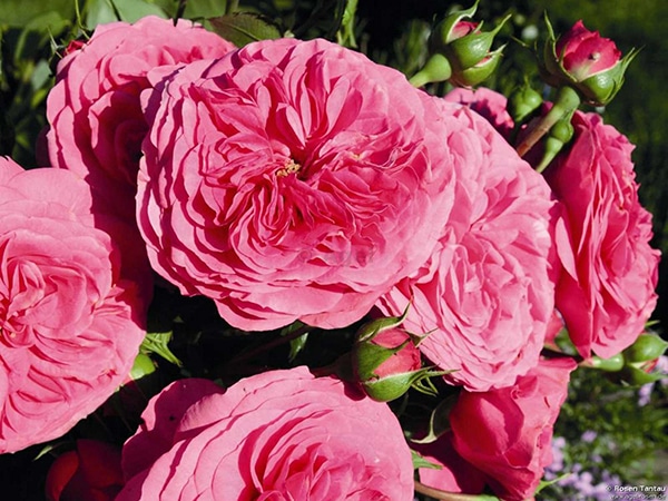 Chăm sóc Hoa hồng leo Baronesse rose đơn giản 2 Cách Chăm sóc Hoa hồng leo Baronesse rose đơn giản