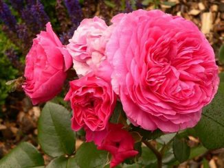 Chăm sóc Hoa hồng leo Baronesse rose đơn giản 24 hoa hong Baronesse rose 6a