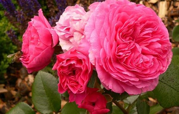 hoa-hong-Baronesse-rose-6a