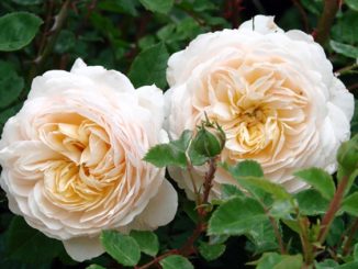 Chăm sóc Hoa hồng leo Crocus rose xinh đẹp 11 hoa hong Crocus rose 2a