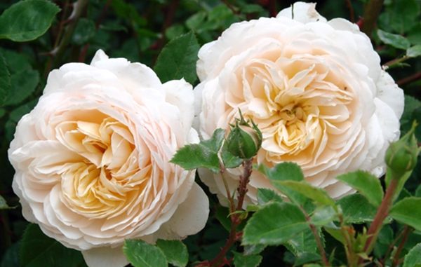 hoa-hong-Crocus-rose-2a