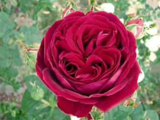 Chăm sóc Hoa hồng leo Gospel xinh đẹp 19 hoa hong Golden Rose 1a