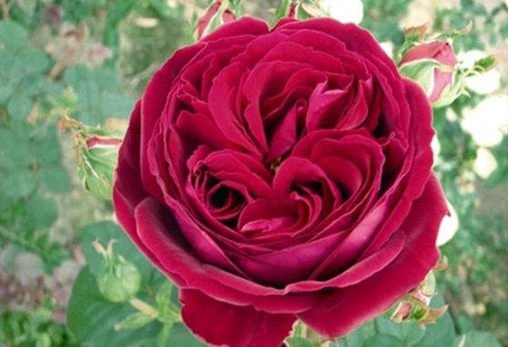 hoa-hong-Golden-Rose-1a