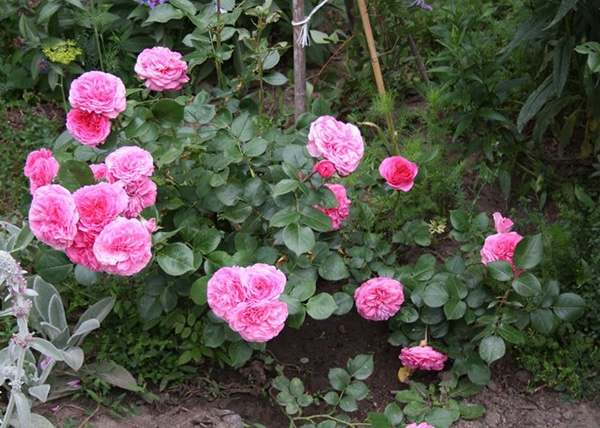 Chăm sóc Hoa hồng leo Baronesse rose đơn giản 7 Cách Chăm sóc Hoa hồng leo Baronesse rose đơn giản