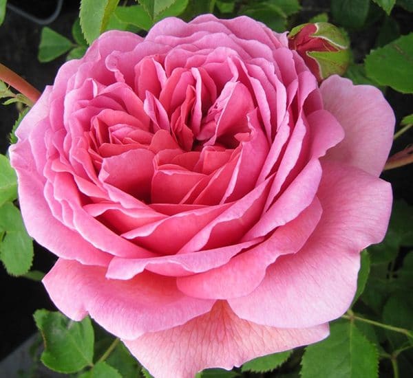 Chăm sóc Hoa hồng Alexandra of Kent Rose 5 Hoa hồng Alexandra of Kent Rose bông nở toa và nhiều cánh