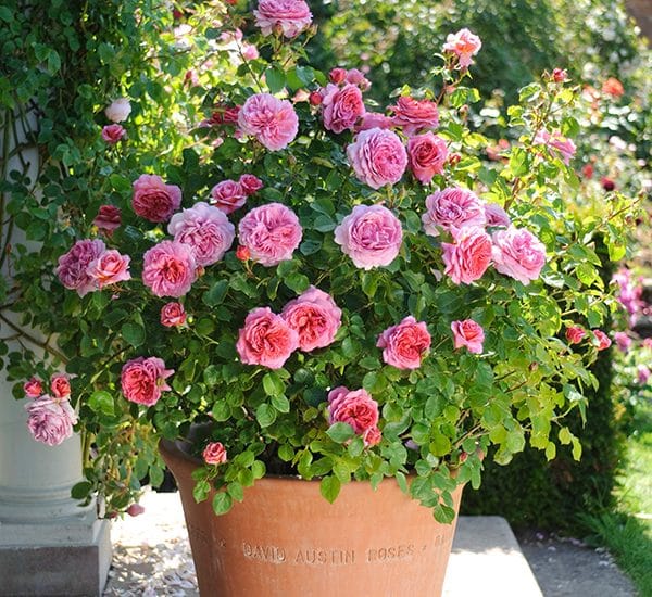 Chăm sóc Hoa hồng Alexandra of Kent Rose 4 một sự thay đổi nhanh chóng của cây Hoa hồng Alexandra of Kent Rose mang đến vẻ đẹp mới
