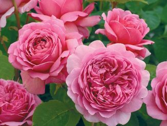 Chăm sóc Hoa hồng Alexandra of Kent Rose 7 hoa hong leo Alexandra of Kent Rose 4 600x550 1