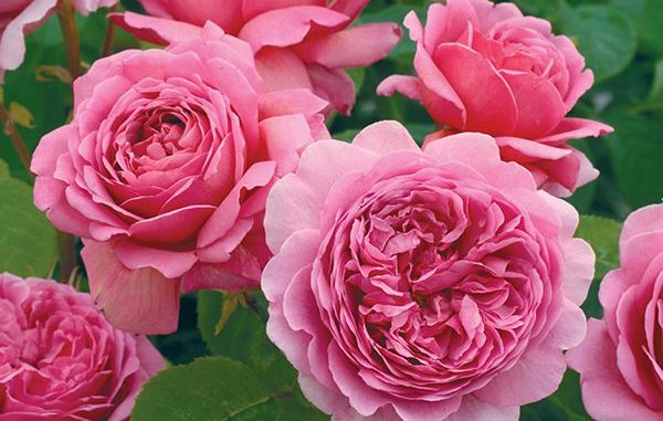 hoa-hong-leo-Alexandra-of-Kent-Rose-4-600x550