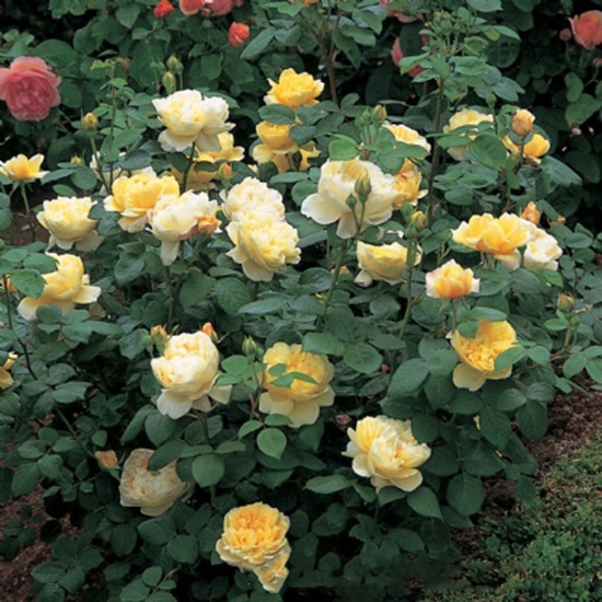 Chăm sóc Hoa hồng Charles Darwin Rose 7 vẻ đẹp của những Hoa hồng Charles Darwin Rose đẹp nhất
