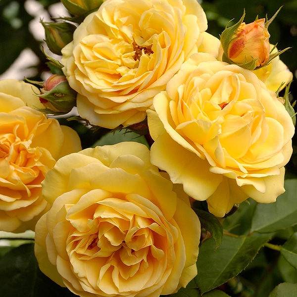 Chăm sóc Hoa hồng Charles Darwin Rose 8 chăm sóc Hoa hồng Charles Darwin Rose