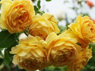 Chăm sóc Hoa hồng Charles Darwin Rose 39 hoa hong leo Charles Darwin Rose 3a