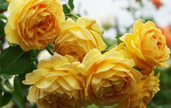 hoa-hong-leo-Charles-Darwin-Rose-3a