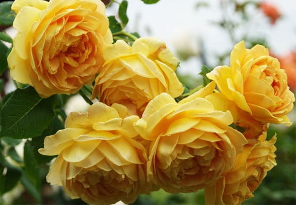 Chăm sóc Hoa hồng Charles Darwin Rose 1 Hoa hồng Charles Darwin Rose