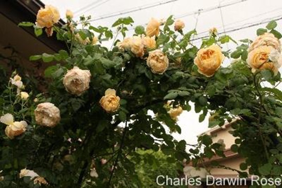 Chăm sóc Hoa hồng Charles Darwin Rose 6 Hoa hồng Charles Darwin Rose đẹp nhất