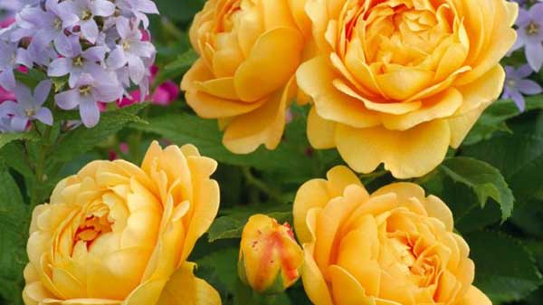 Chăm sóc Hoa hồng leo Golden Celebration Rose 4 loài hoa hồng vàng Golden Celebration Rose