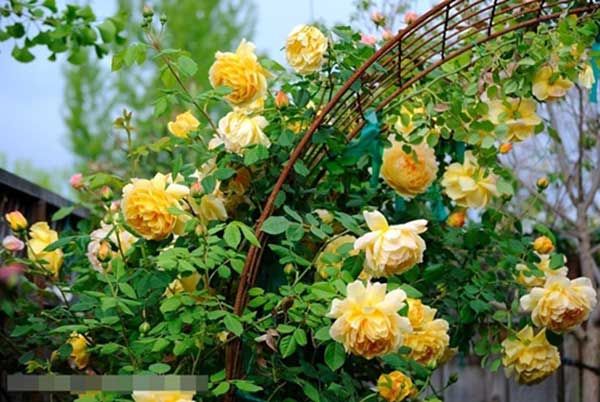 Chăm sóc Hoa hồng leo Golden Celebration Rose 5 một sự lựa chọn tốt nhất về loài hoa hồng vàng Golden Celebration Rose