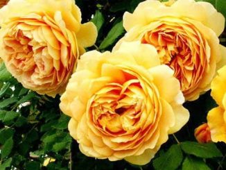 Chăm sóc Hoa hồng leo Golden Celebration Rose 1 hoa hong leo Golden Celebration 3a