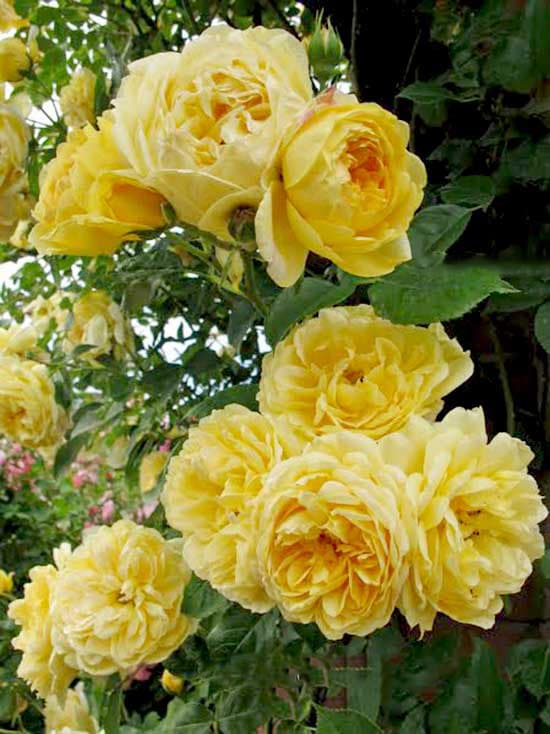 Chăm sóc Hoa hồng leo Golden Celebration Rose 8 Cách Chăm sóc Hoa hồng leo Golden Celebration Rose