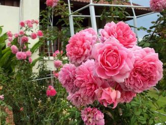 Chăm sóc Hoa hồng leo Huntington Rose 17 hoa hong leo Huntington 1a 1