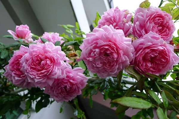 Chăm sóc Hoa hồng leo Huntington Rose 5 Hoa hồng leo Huntington Rose mang đến môt vẻ đẹp mới lạ