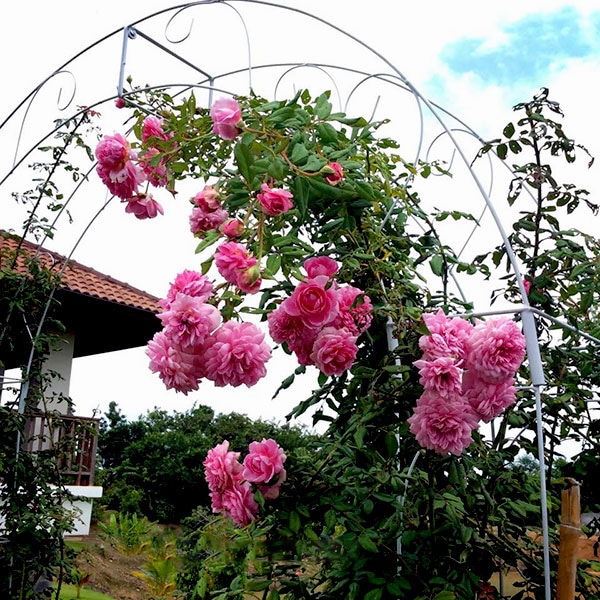Chăm sóc Hoa hồng leo Huntington Rose 4 mái vòm Hoa hồng leo Huntington Rose nở đẹp quanh nhà