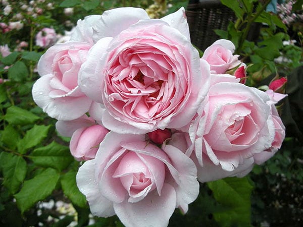 Chăm sóc Hoa hồng leo Nahema rose 1 Chăm sóc Hoa hồng leo Nahema rose