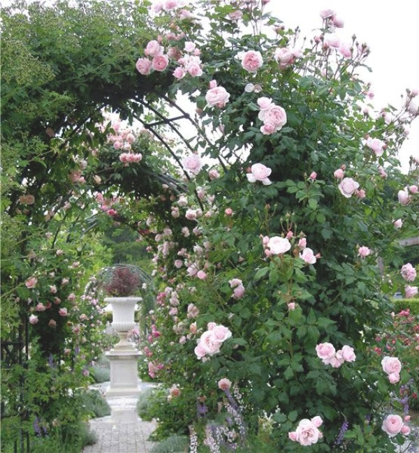 Chăm sóc Hoa hồng leo Nahema rose 3 Chăm sóc Hoa hồng leo Nahema rose
