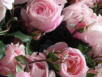 Chăm sóc Hoa hồng leo Nahema rose 15 hoa hong leo Nahema rose 5