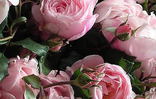 hoa-hong-leo-Nahema-rose-5