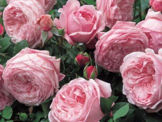 Chăm sóc cây Hoa hồng leo Spirit of freedom Rose 11 hoa hong leo Spirit of freedom Rose 3 1