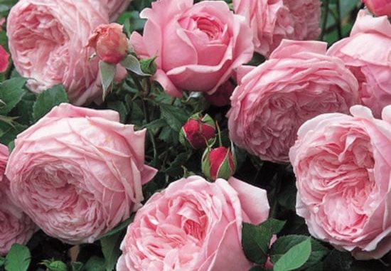 hoa-hong-leo-Spirit-of-freedom-Rose-3