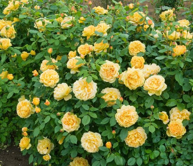 Chăm sóc Hoa hồng leo Golden Celebration Rose 1 Hoa hồng leo Golden Celebration Rose màu vàng đẹp nhất
