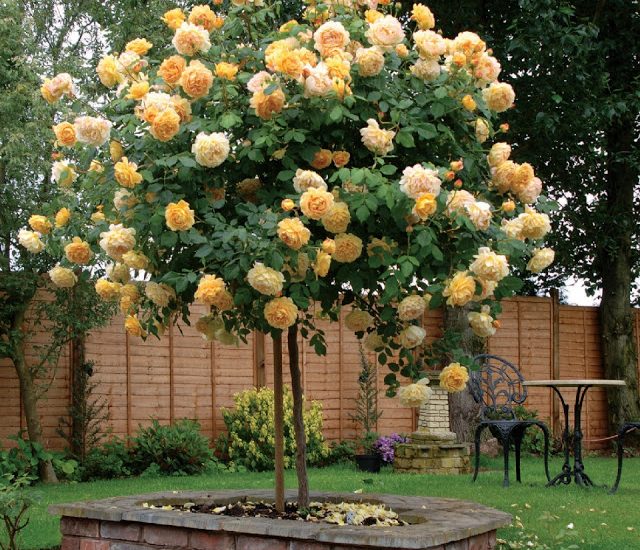 Chăm sóc Hoa hồng leo Golden Celebration Rose 7 cây hoa hông cổ thụGolden Celebration Rose