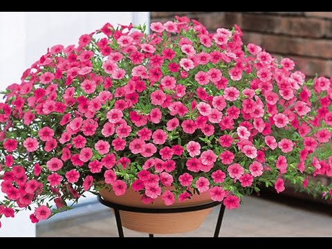 Cách trồng và chăm sóc hoa triệu chuông 5 hãy cho thấy những chậu hoa triệu chuông đẹp