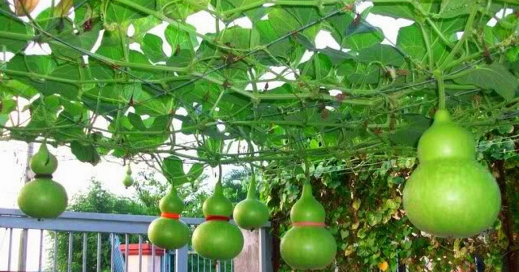 Hướng dẫn cách trồng bầu hồ lô siêu đơn giản 6 Một giàn bầu hồ lô được chăm sóc tốt sẽ cho rất nhiều quả