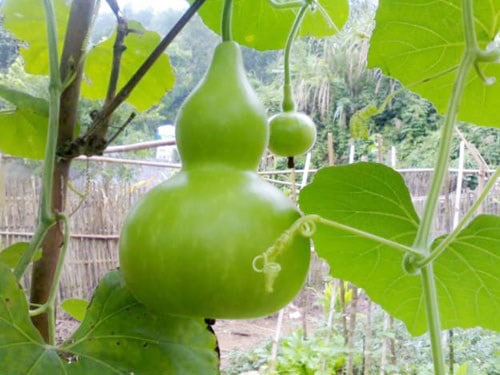 Hướng dẫn cách trồng bầu hồ lô siêu đơn giản 4 Sau khi trồng vào chậu bạn sẽ cần làm giàn để cây leo lên