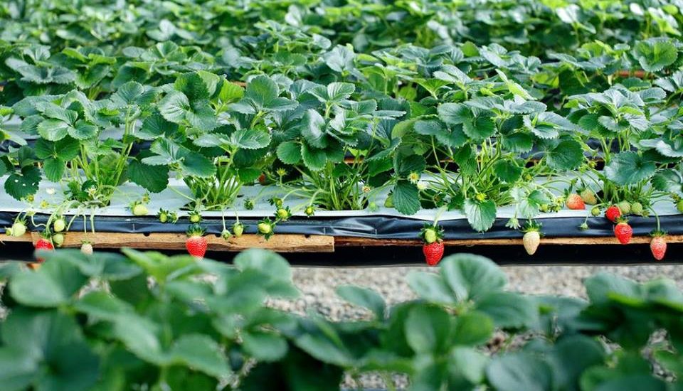 Cách trồng và chăm sóc cây dâu tây phát triển quanh năm 3 Trong cách trồng cây dâu tây năng xuất cao