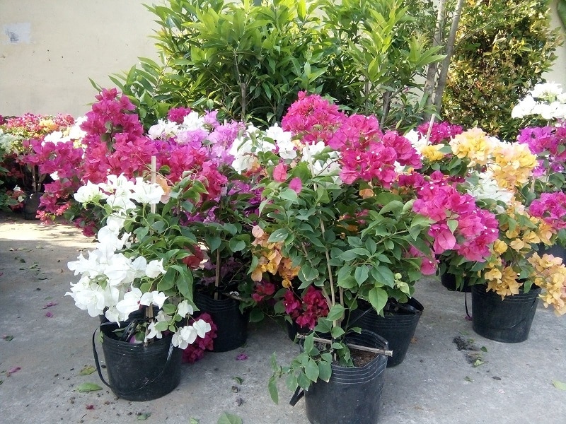 Những điều bạn cần biết trước khi trồng hoa giấy 2 chậu cây hoa giấy