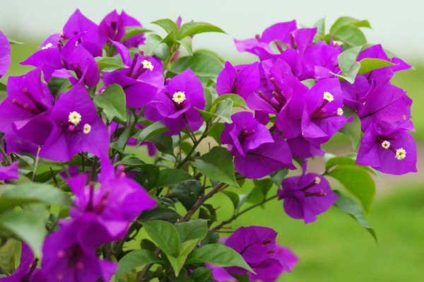 Những điều bạn cần biết trước khi trồng hoa giấy 8 hoa giấy màu tím